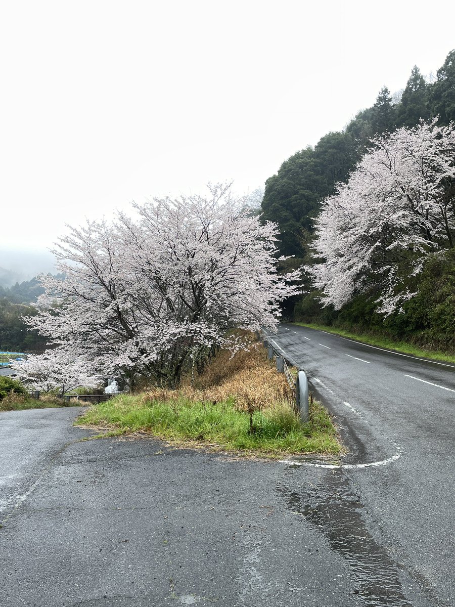 こんにちは。 今日は明日香村稲渕の県道沿いに咲く桜を撮りました。ここでは桜は満開を迎えていて、花を存分に楽しむ事が出来ました。