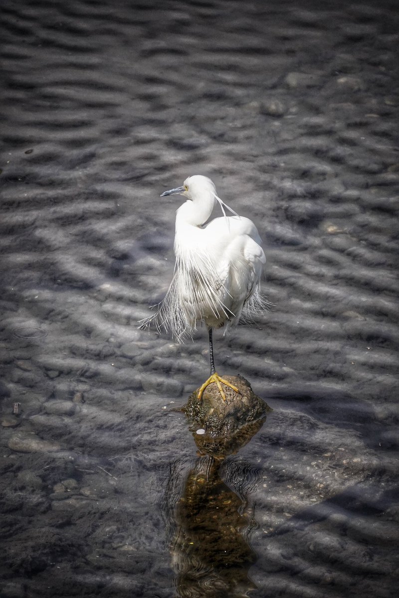 510Shigen's tweet photo. 近所の川に佇む小鷺。

#sonyα #bird #flowers #小鷺 #コサギ
#野鳥 https://t.co/fQduTxA6mA