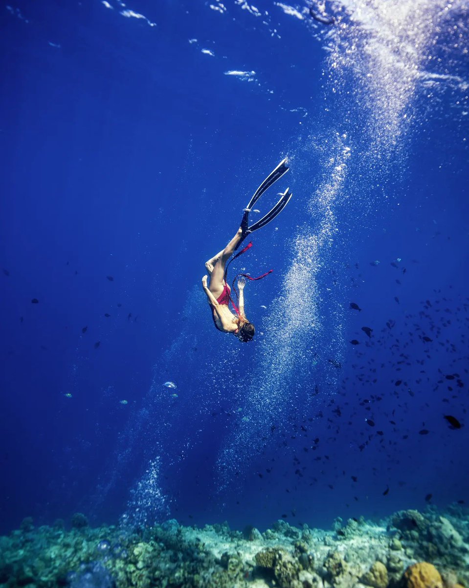 Explore the captivating realm beneath the ocean's surface. 🐠

Reposted from: Dusit Thani Maldives

#maldives #paradise #dusitthanimaldives #maldivesgetaways #exceptionalexperiences