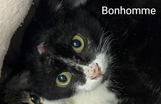 Meet Bonhomme one of 280 street #cats being cared for by Association Le Chat Salonais cat welfare in 🇫🇷#France  They provide food & vet care. #help needed to raise 1000 kg of kibble.  #helpingothers #donate #MakeADifference 😿💔🙏Please help if you can. 
➡️animalwebaction.com/en/collectes/1…
