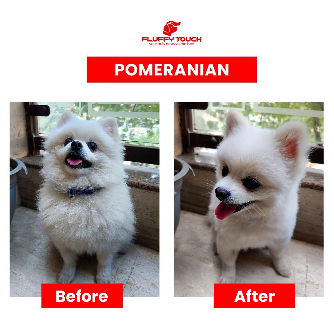 🐾 Fluffy Touch - Pomeranian Dog Grooming Services at Your Doorstep! 🐶✨ For more information, visit fluffytouch.in 🌐 Call/WhatsApp at +91 9658-189-189 📞 #FluffyTouch #PomeranianGrooming #DoorstepService #PamperYourPooch #Convenience #PetCare 🚪🛁🐩