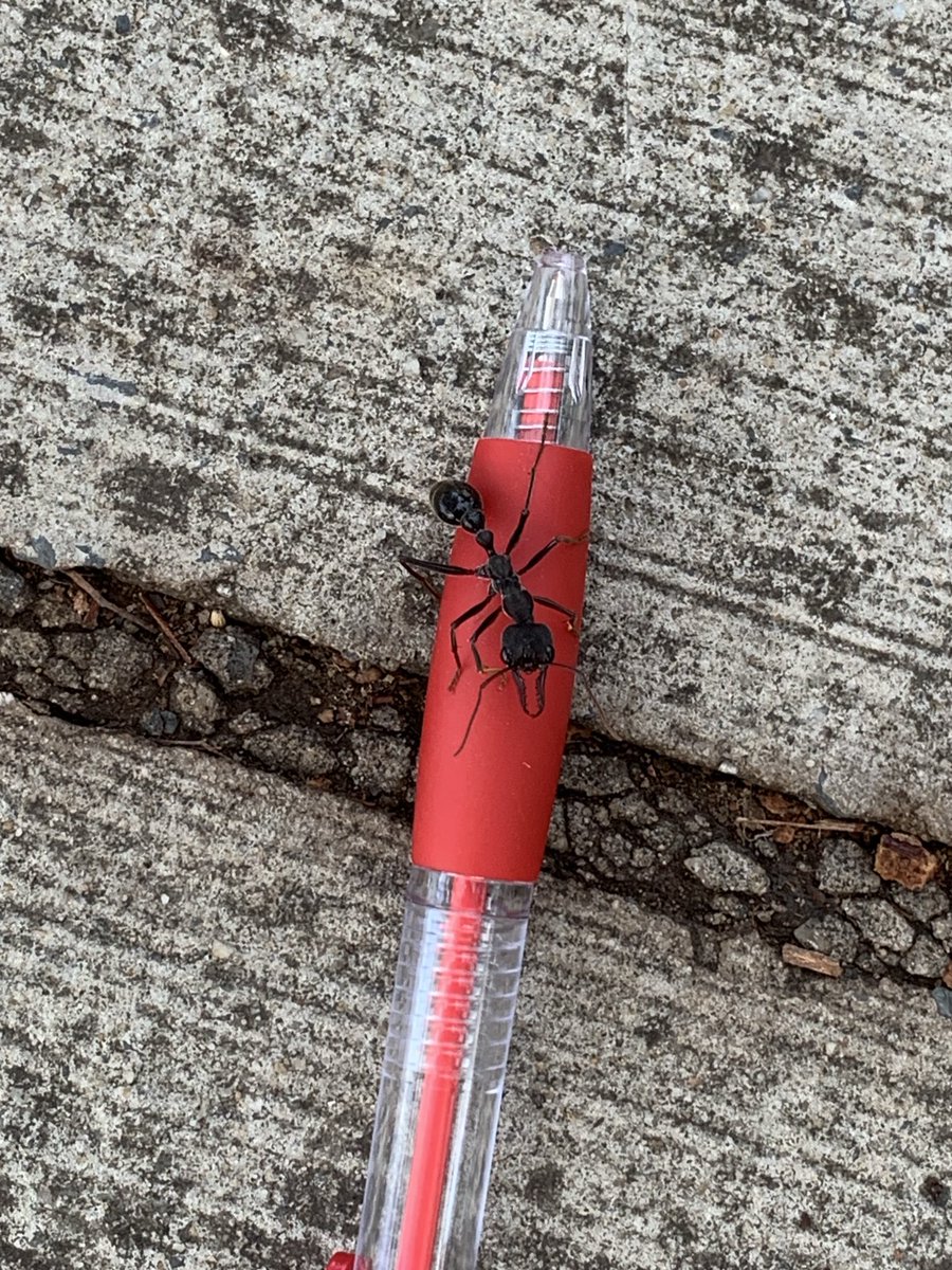 TimberTectonics's tweet image. It isn’t just the spiders that are big in Australia.