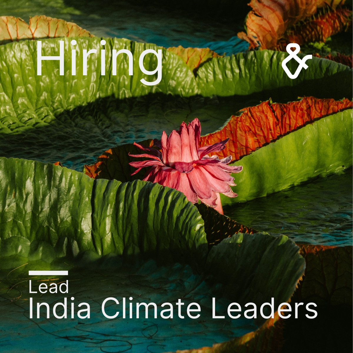 #JobOpportunity: We are hiring a Lead - India Climate Leaders who will play a crucial role in engaging with philanthropists and business leaders to cultivate India's pioneering climate leaders. Discover more about this opportunity here: tinyurl.com/y9jvk9rf #ClimateJobs