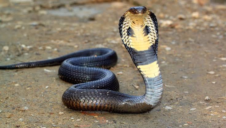 Bugün Van a yarın sana #VandaDarbeVar