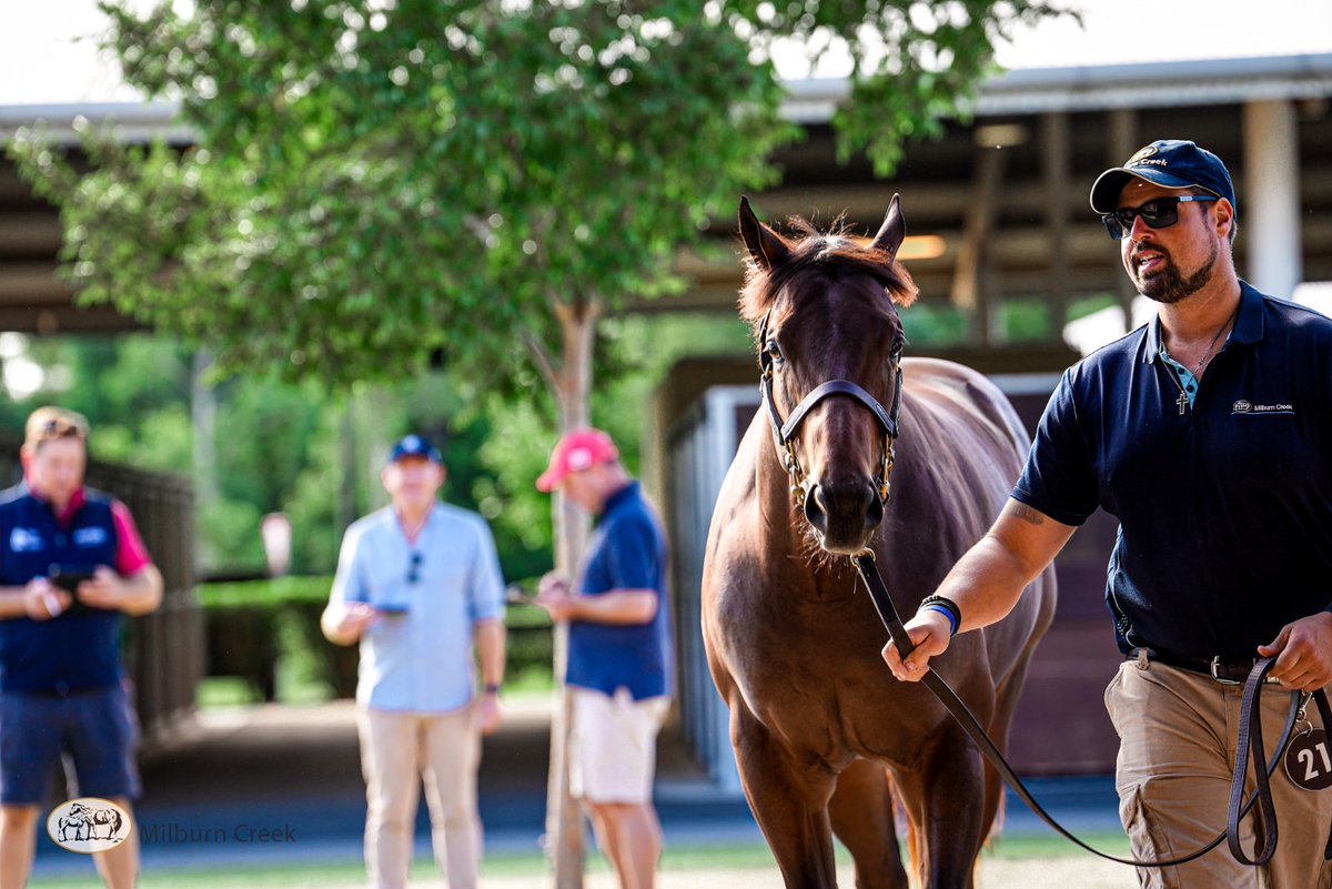 Milburn Creek Stud tweet media