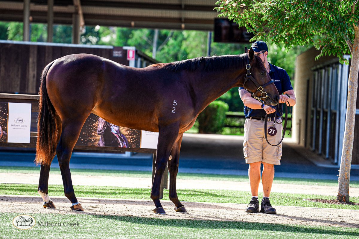 Milburn Creek Stud tweet media