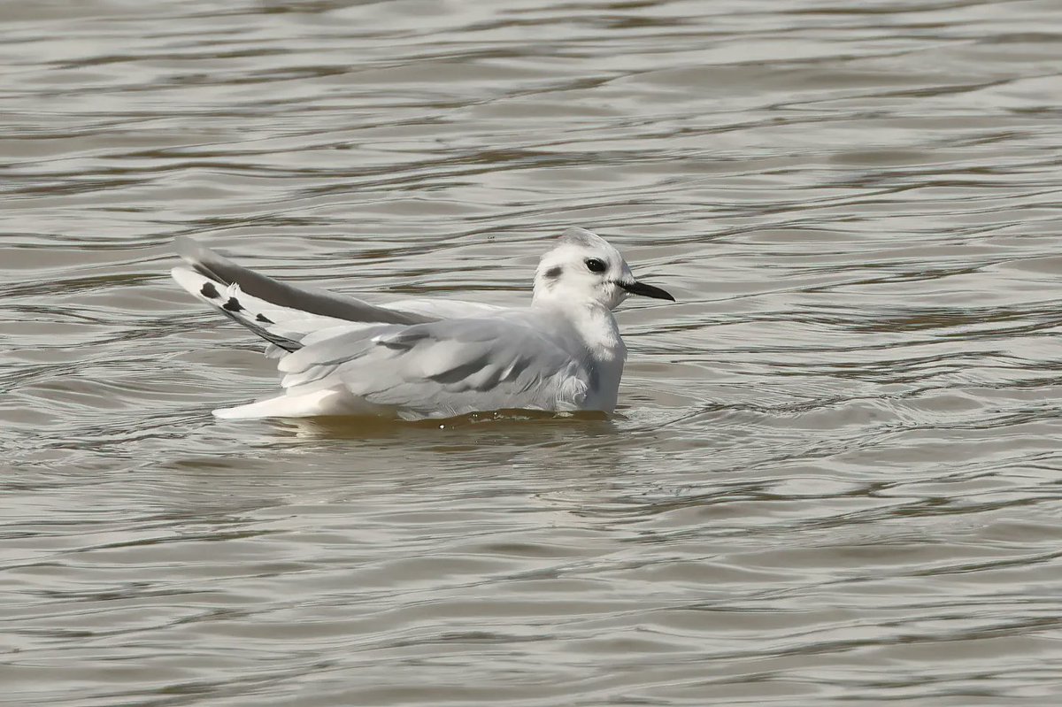 Little Gull from last Sunday @WWTLlanelli