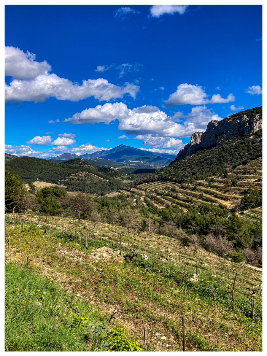 Là-bas, le Ventoux…
#Gigondas #Vaucluse #Provence
1er avril 2024