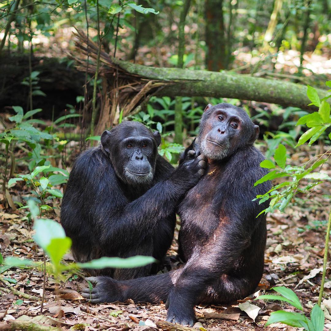 Roam with the chimpanzees in #KibaleNP! 🌿🐒 Book a safari to the forest at #Chimpundu & witness the raw beauty of these magnificent creatures up close.💫 Nature's wonders await! Contact us today at reserservations@chimpundulodge.com or 📞 +256 776 210 872 | +256 776 200 080