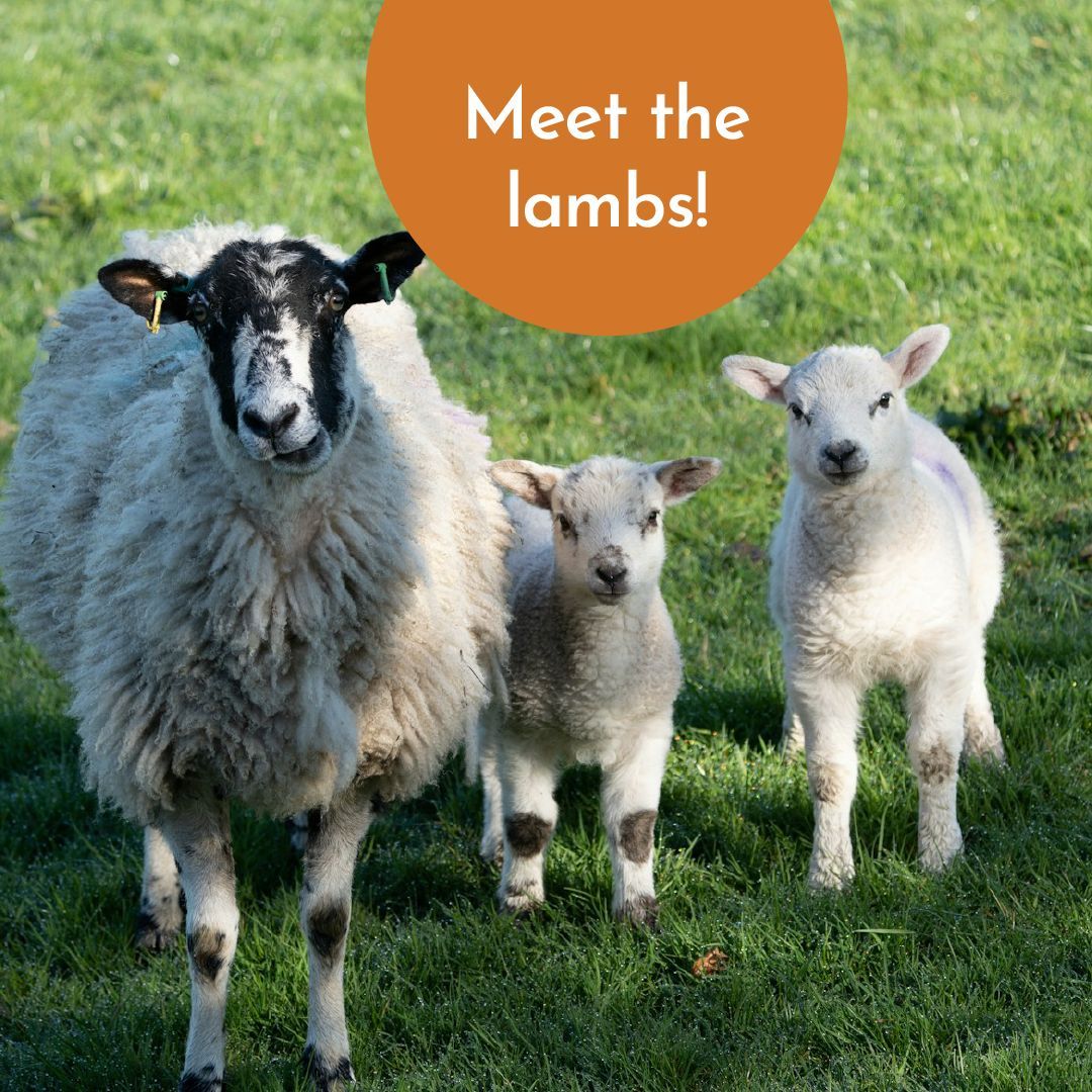 Spring is coming! 🌻 Get involved with our first ever ‘Meet the Lambs’ week from 22nd - 26th of April. 🐑 Meet lots of different lambs and ask our farmers any questions you may have. 🖐️ You can register your class here ➡️ buff.ly/3Ouom45