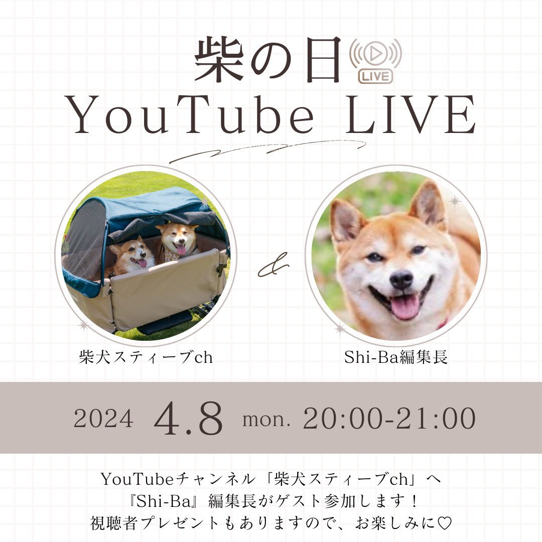 【柴の日YouTubeLIVE告知！】 2024年4月8日（月）は柴犬愛好家が「#柴の日」と呼ぶ1年に一度の記念日！ 大人気YouTubeクリエイター「#柴犬スティーブch」のYouTubeチャンネルへ『Shi-Ba【シーバ】』編集長がゲスト参加してLIVE配信を行います！…