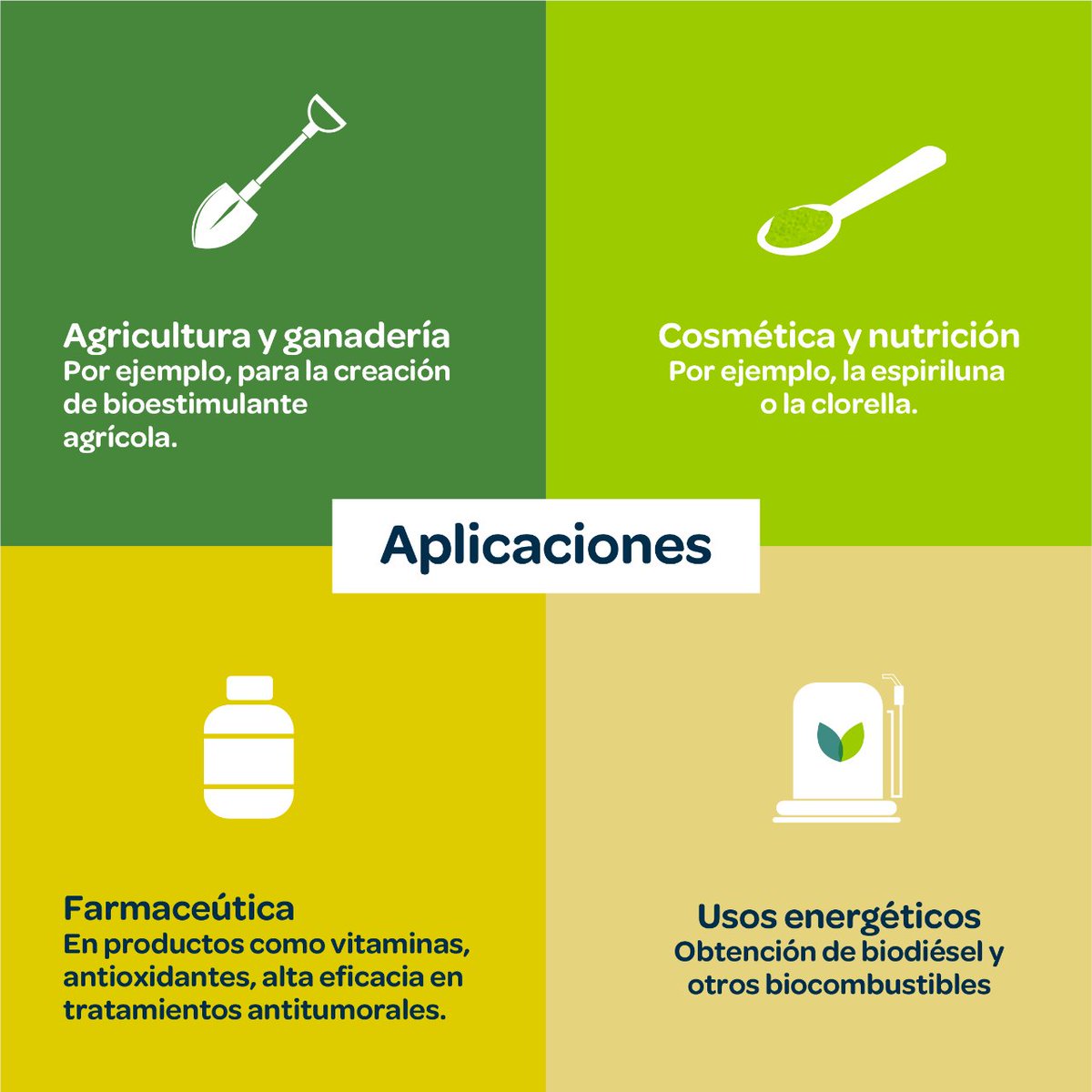 Las #microalgas, organismos unicelulares, prosperan en diversos hábitats acuáticos, siendo esenciales en los ecosistemas. Su potencial en biotecnología puede ser crucial para avanzar en la producción alimentaria, la salud y otros ámbitos esenciales. youtube.com/watch?v=_9BglX…