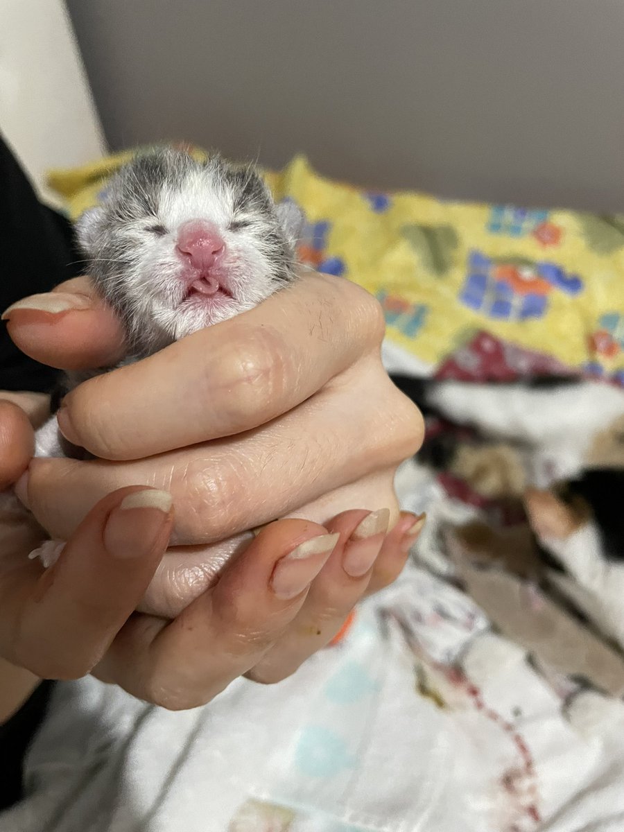 cerezfamilya's tweet image. Neydik / Ne olduk