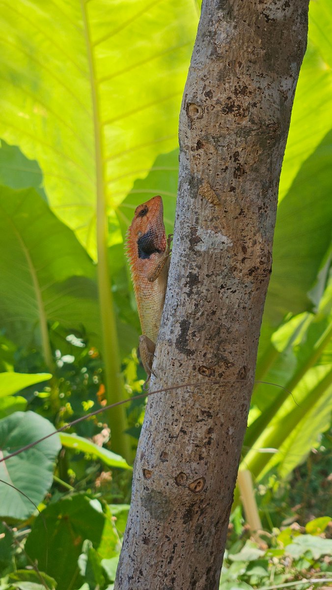 SnailCat1's tweet photo. Encountered a weird dog https://t.co/XT73U8jAZs