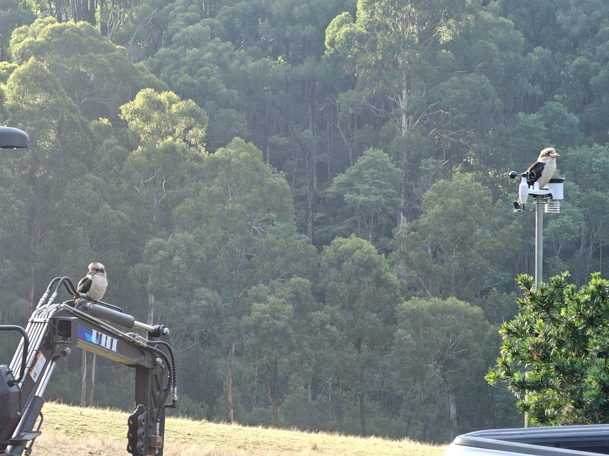 There's a kookaburra on my excavator and another messing up my weather station readings. Never thought I'd say that.