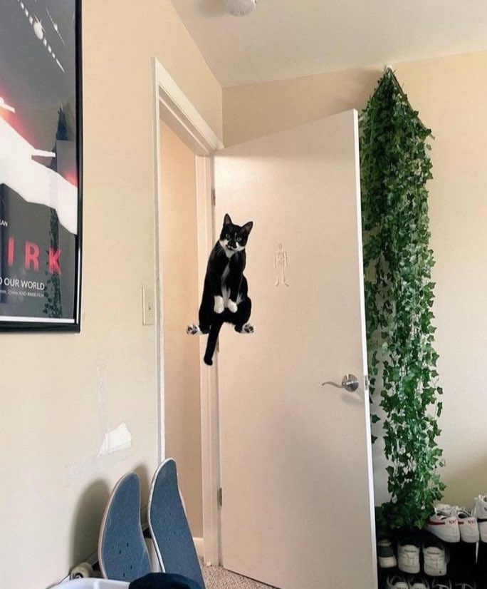 cats with threatening aura (@threateningcat) on Twitter photo 