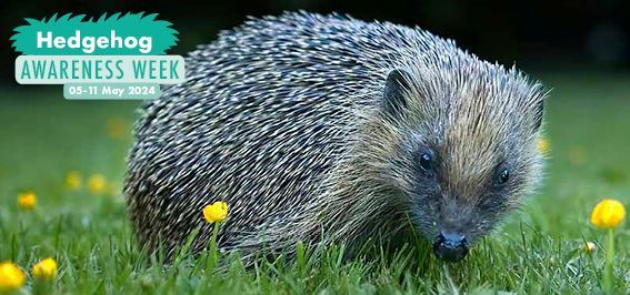 📢 COMPETITION 📢 Get creative & help #hedgehogs out! 🦔 We want our younger #hedgehog fans to design a poster for Hedgehog Awareness Week – which runs 5-11 May! Click for details & enter by April 22 👇 👇 buff.ly/3P889lT #WildlifeWednesday