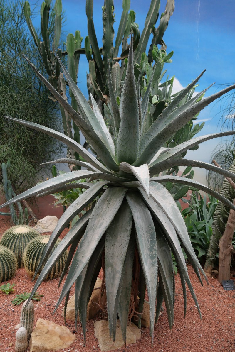 maucery's tweet photo. Terra Botanica. https://t.co/1csZqO5FPE