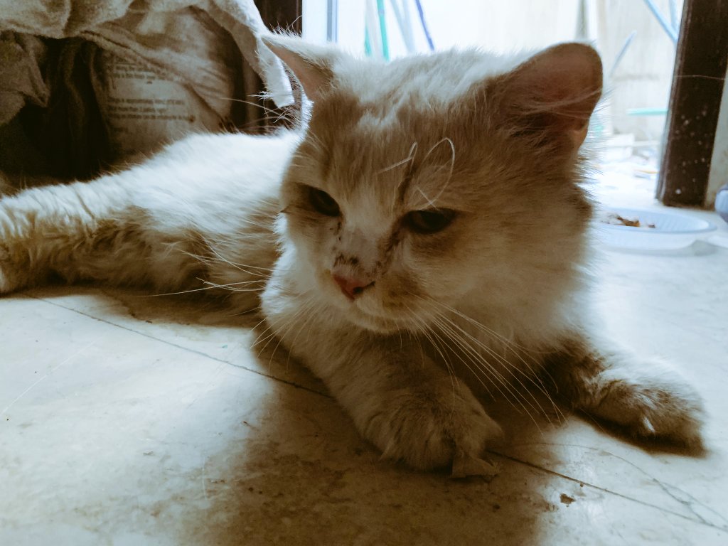 father_of_cat_'s tweet photo. وفي رياض المربع قال أحدهم: هذا القط قفز من السيارة، فذهبت أخت سعودية تبحث عنه. لقد وجدت هذا القط الليلة الماضية أمام المبنى الذي أسكن فيه، وهو مريض ومكتئب. أخذته إلى العيادة وأعالجه الآن. كانت القطة معي. اذا كنت المالك تواصل معي
0563815844.
#lost_cat https://t.co/W7iI8tIGWX