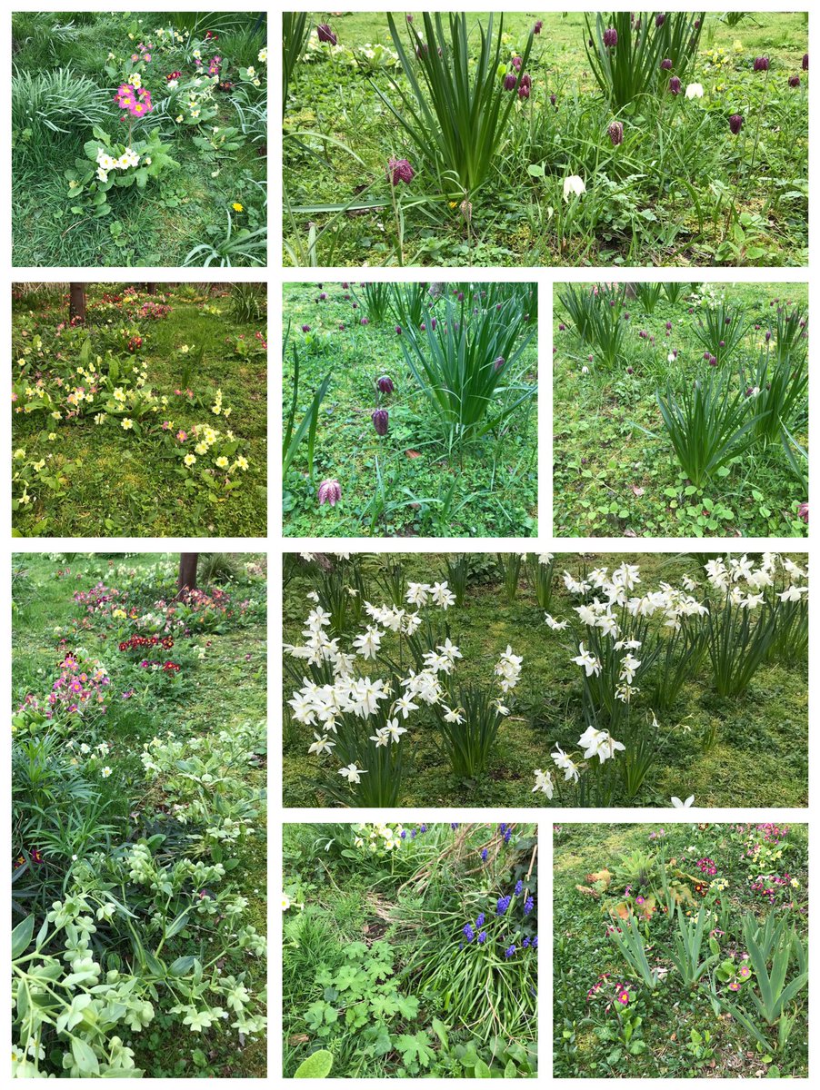 This was a perfect grass lawn a few years ago, insect dead-zone, we added some bulbs and then stopped mowing, cut once a year in late summer. Wildflowers just rocked up as well as garden escapees. #wildflower #nomow #wildgarden #shitlawns #GardenersWorld