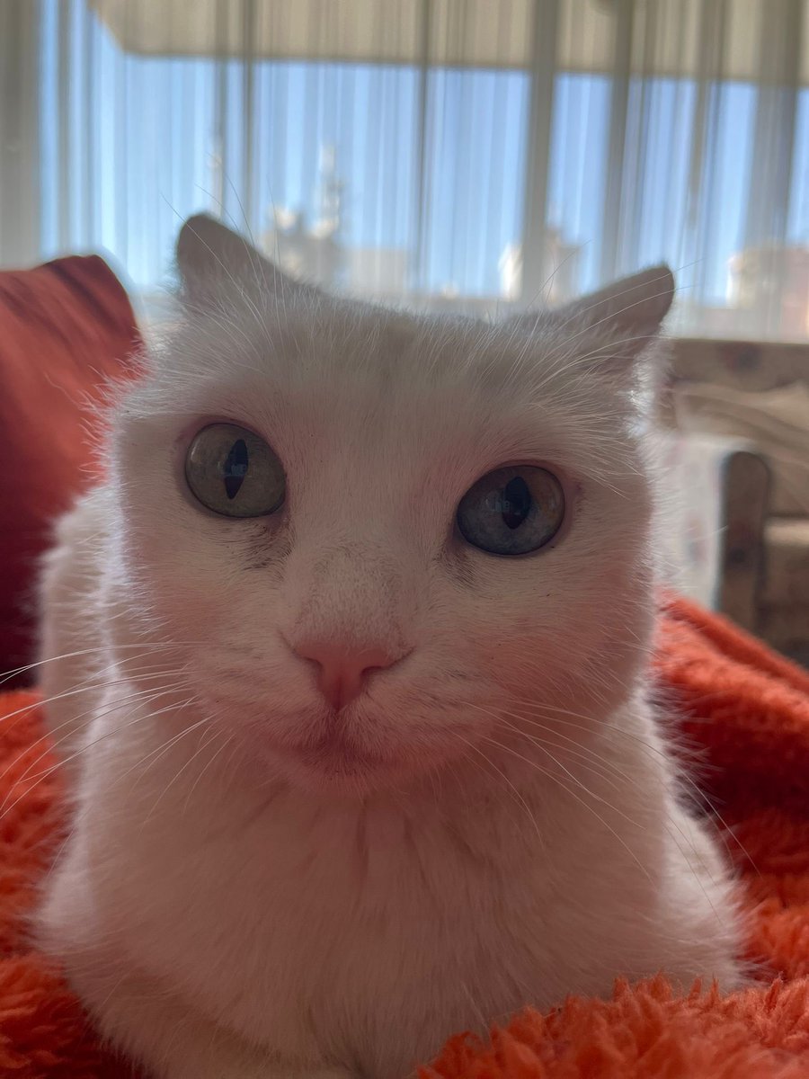 <a href="/nunetday/">Nunet 👑</a> <a href="/bmothecatt/">BMO (bimoş🐾)</a> hi Nunet !! this is my friend bmo &amp; me (şeker) that nose is adorable!!