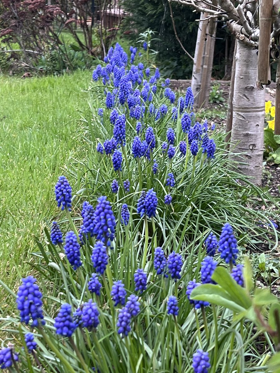 What a jolly sight these grape Hyacinths are, such a vibrant colour. You just can’t feel anything but happy looking at these. #gardening #GardenersWorld #Spring2024