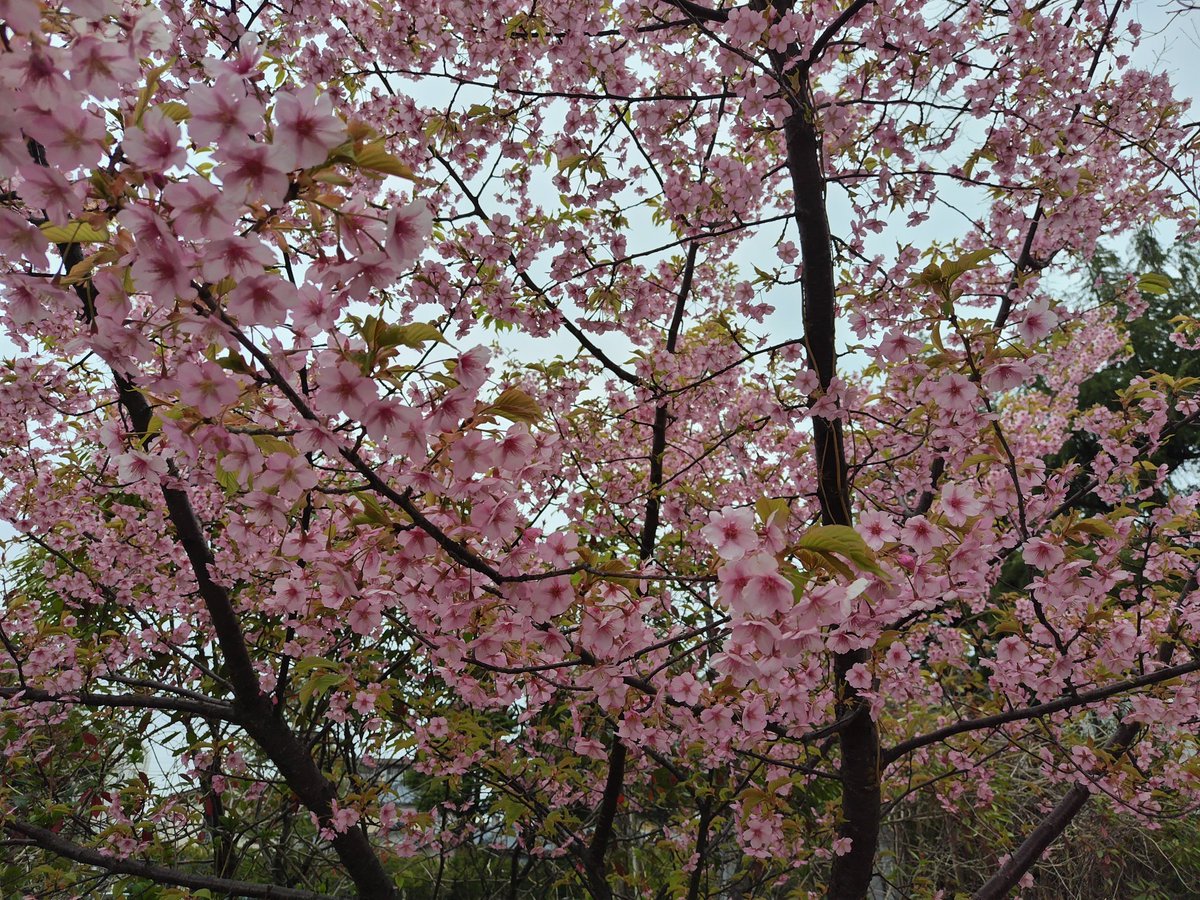 hayashirice25's tweet photo. 桜の蕾を探しにサイクリング
本当のお花見のお目当ては
東新潟 #PRIMALCOFFEE さんの
桜プリンとラテアート☕
本日は芸術的な白鳥です🦢
桜味が苦手な菅原さんが生んだ
自分でも食べられるほのかな桜味
絶妙に美味しかったです🌸
新潟駅からちょうど30分🚲
新部長もいかがですか❤
#藤崎未夢
#水津菜月 https://t.co/sI2Vw8b8cx