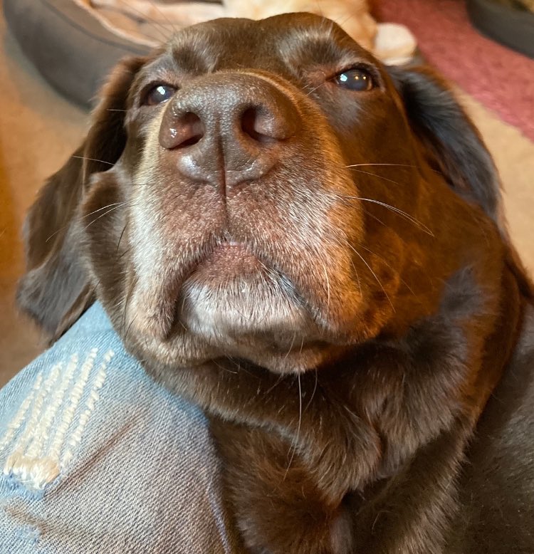 Happy Boop Wednesday pals, love from Beth 🐾🐾🐾❤️