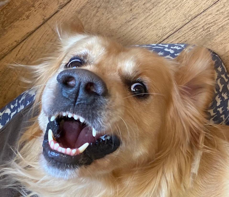 It’s Easter. Whatcha mean dogs can’t have chocolate? <a href="/dog_rates/">WeRateDogs</a> <a href="/dog_feelings/">Thoughts of Dog</a> <a href="/GoldenGeorgeous/">Gorgeous George</a> <a href="/CuteGoldens/">Golden Retrievers</a> <a href="/SpikeyGolden/">Spikey_the Golden</a> <a href="/Merlin_the_dog/">Burns Quality Treats</a>