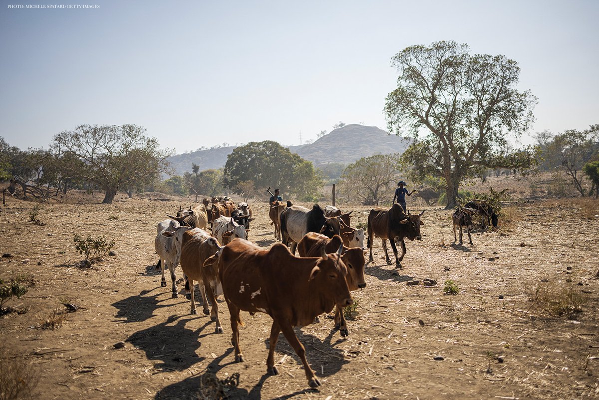 Science Magazine tweet media