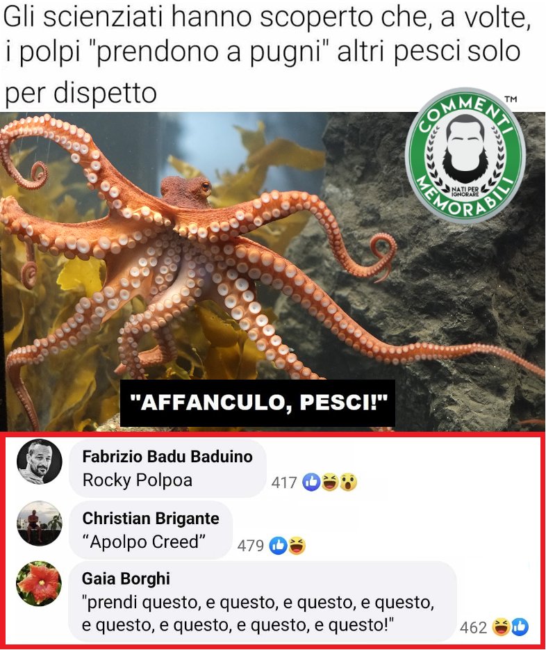 CM_Memorabili's tweet photo. Se avvertite un "déjà vu" sì, l'avete già vista qualche giorno fa, ma un fenomeno era convinto di farcela bannare per l'immagine del polpo che diceva fosse sua (l'immagine, non il polpo). #commentimemorabili #polpi #continuatevoi https://t.co/HyRGC5Ixbz