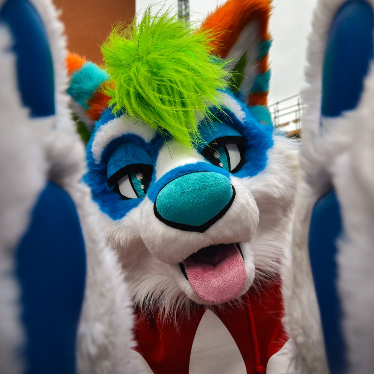 QRT with your blue eyes 💙

📸 <a href="/Lucasdutchfloof/">Lucas The Dutch Floof</a>