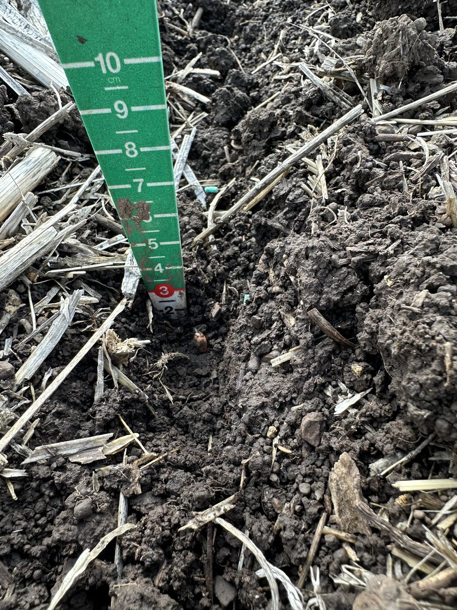 Baiting underway on some early seeding Wheat. A very handy 40mm landed on the paddock