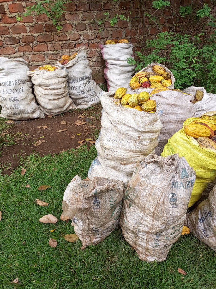 After two consecutive record cocoa harvests, this round fell short, but only by 55kg. And at 989kg, it's still 25% higher than last year's peak 😊
#organic #Cocoa #Uganda