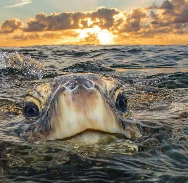 «Peek-a-boo turtle» [📸 Philip Waller Photography]