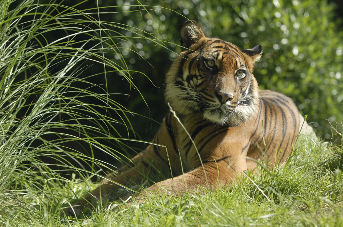 We hebben afscheid genomen van onze 19-jarige Sumatraanse tijger Alia. Ze werd al langere tijd gekweld door ernstige gebitsproblemen, waardoor eten lastiger werd. Het afscheid van Alia betekent niet dat Blijdorp afscheid neemt van de soort. Lees verder: eu1.hubs.ly/H08nFdY0