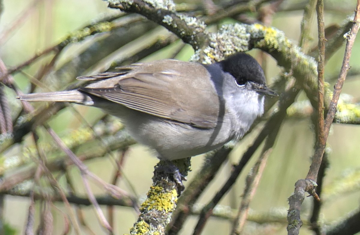 Blackcaps arriving now in good numbers, this one was near the visitor centre @SWTLackfordLake on Monday.