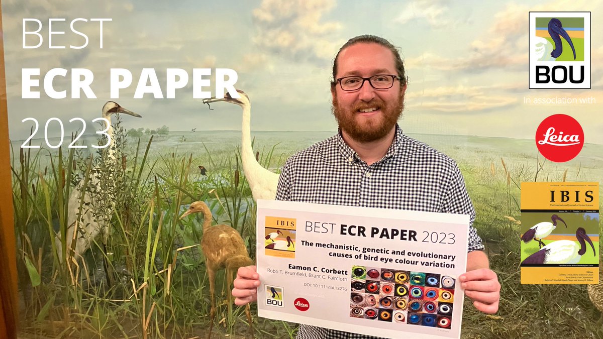 🎉 And the winner of the #IBISbestECRpaper 2023 is... @eamon_corbett's The mechanistic, genetic and evolutionary causes of bird eye colour variation onlinelibrary.wiley.com/doi/10.1111/ib… Huge congrats Eamon! bou.org.uk/ibis/ibis-best… Thanks to @LeicaBirding for the prize! #ornithology