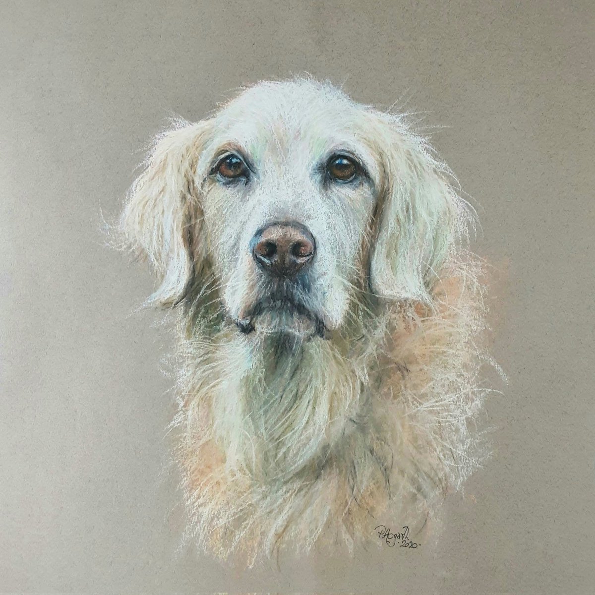 A portrait of a Golden Retriever to bring you a smile.  I was commissioned to portray this beautiful and gentle dog in 2020. -soft pastels on Canson Mi Teintes paper 😊