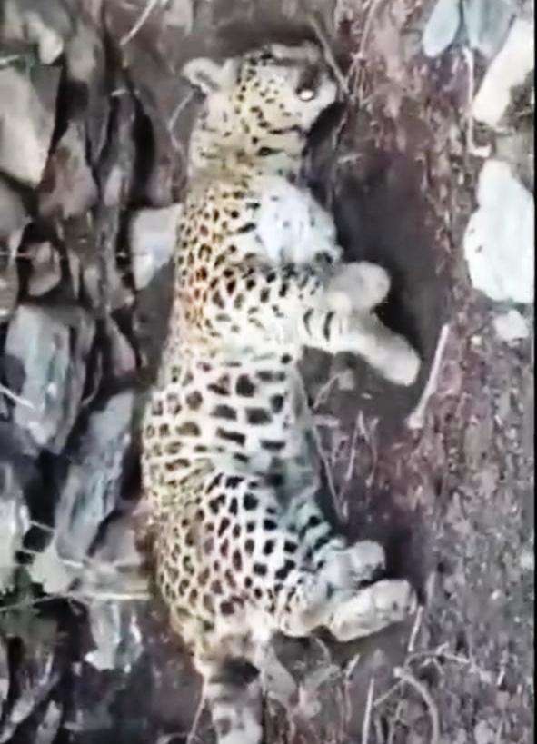 TheNewsRadar1's tweet photo. 👉3 leopards found dead in Himachal apple orchard near Shimla were poisoned, says autopsy report; FIR lodged👈

#thenewzradar #leopard #himachalnews #newsupdate #poison #lodged 

Read Full Article👇
https://t.co/k1MlXPIaSY https://t.co/1vw5Yg5LZ9