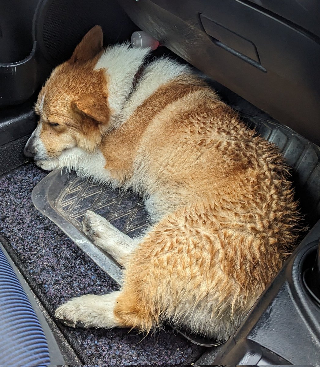 犬を警察に届けました。 茶色の首輪をしていて、すごくお利口なコーギーでした。早く飼い主さん見つかると良いです。 ＃迷子犬　＃福岡県　＃大野城市