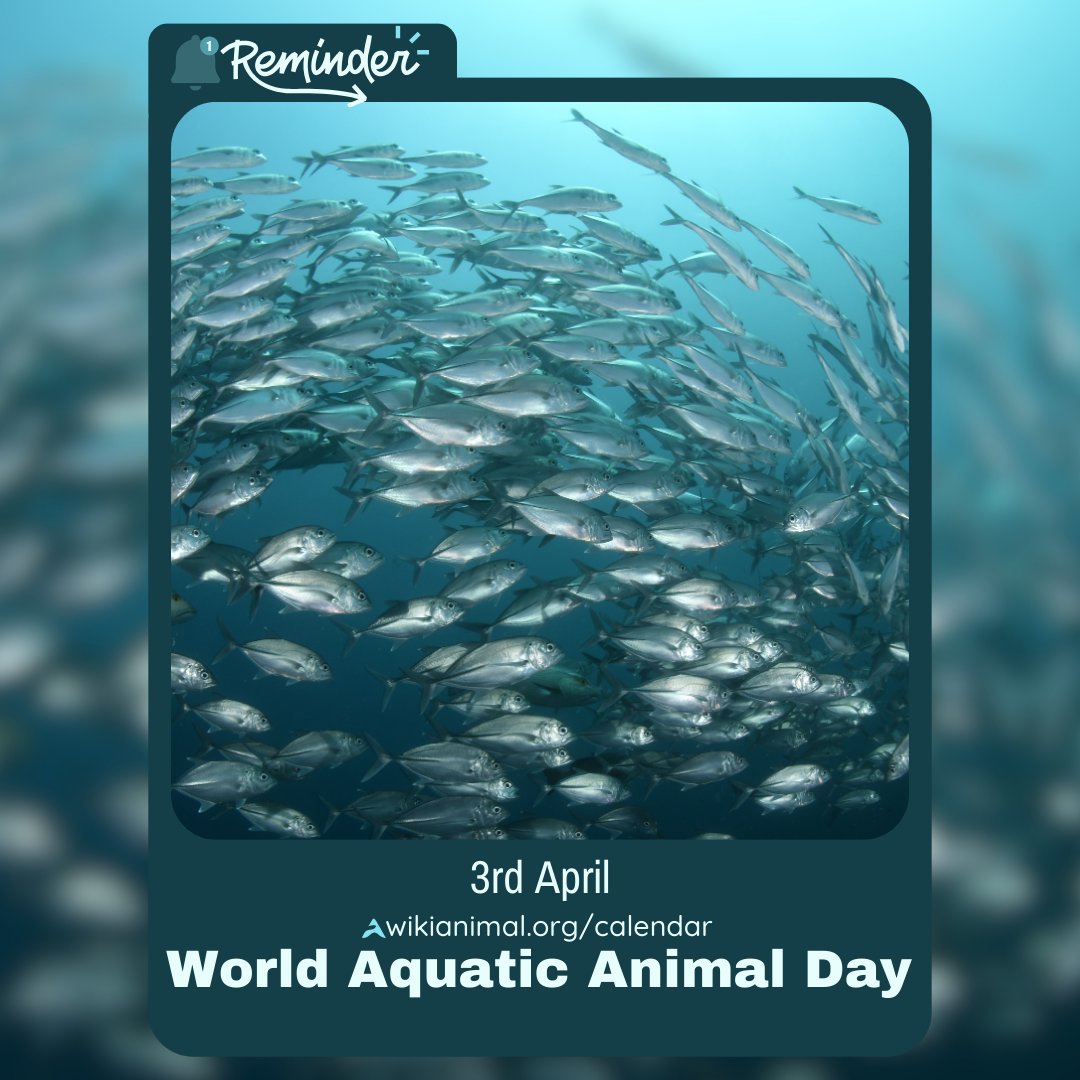 🌊🐟 Today we celebrate the incredible diversity of life beneath the waves on World Aquatic Animal Day! Let's pledge to protect our water-dwelling friends by keeping their habitats clean and safe. wikianimal.org/calendar #WorldAquaticAnimalDay #ProtectOurOceans