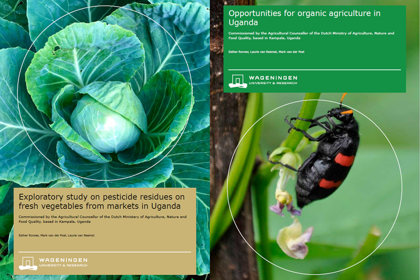 Under the 'Kansen voor Morgen' program of @minlnv, @WURenvironment conducted a #study on the opportunities for #organic #agriculture in Uganda. The aim of the study was to find entry points for leveraging initiatives in the country ➡ agroberichtenbuitenland.nl/actueel/nieuws…