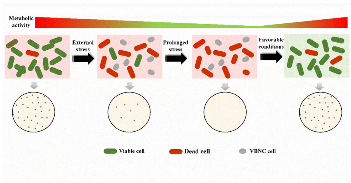 🔔 #HighlyViewedPaper
Title: Wake Up! Resuscitation of Viable but #Nonculturable #Bacteria: #Mechanism and Potential Application
by Hanxu Pan and Qing Ren

👉Link: mdpi.com/2304-8158/12/1…