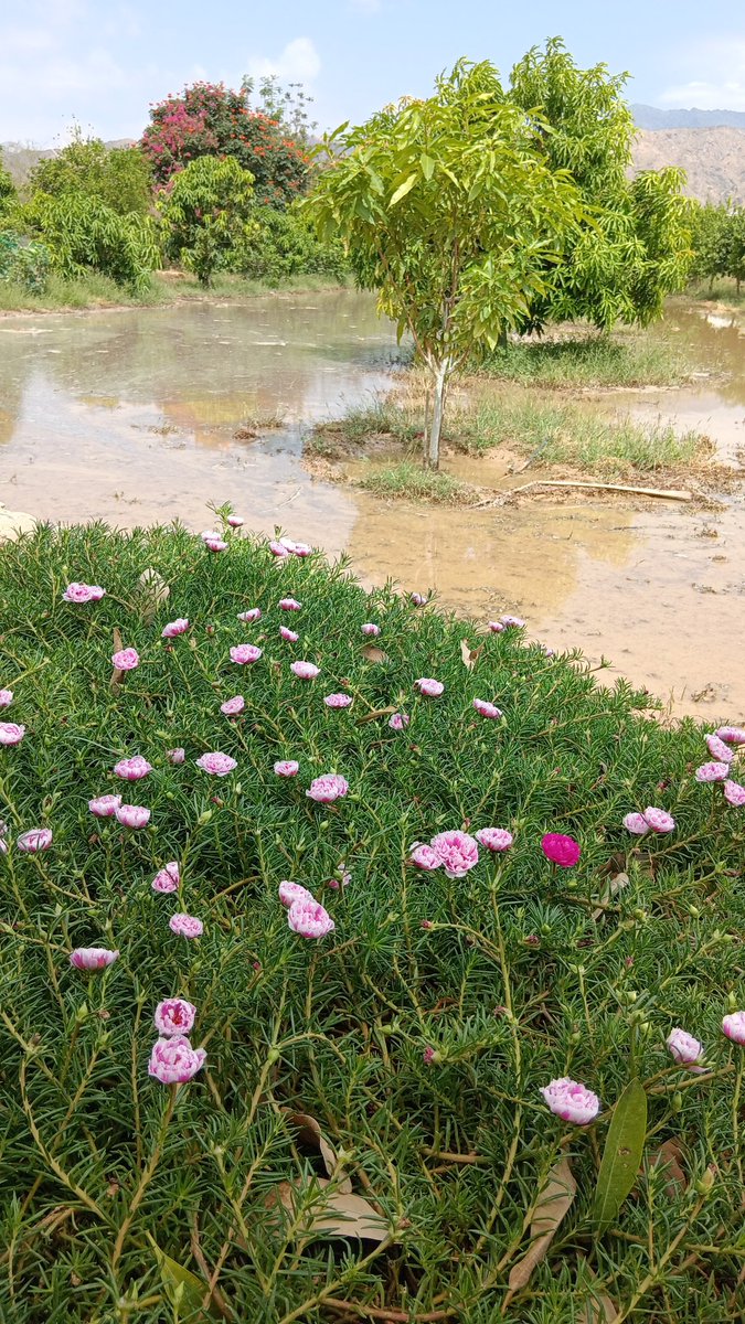 b7b_h's tweet image. جميع المزراع ارتوت م السيول التاريخيه ليلة البارحه وصباح اليوم الموافق ١٤٤٥/٩/٢٤