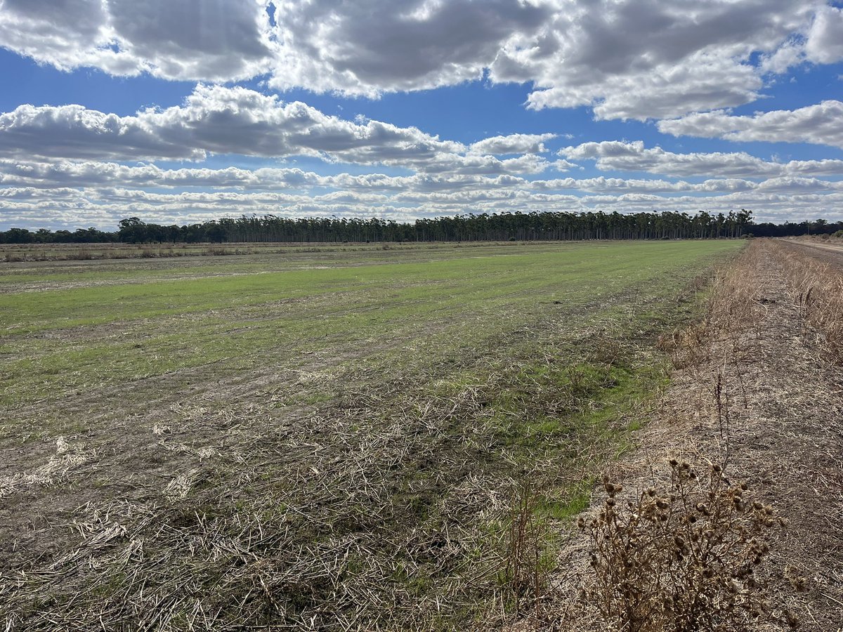 Miranda Rose tweet media