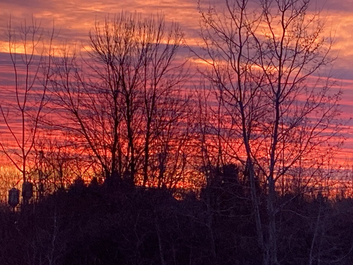 TigsMom 🇨🇦🐈🏈 tweet media