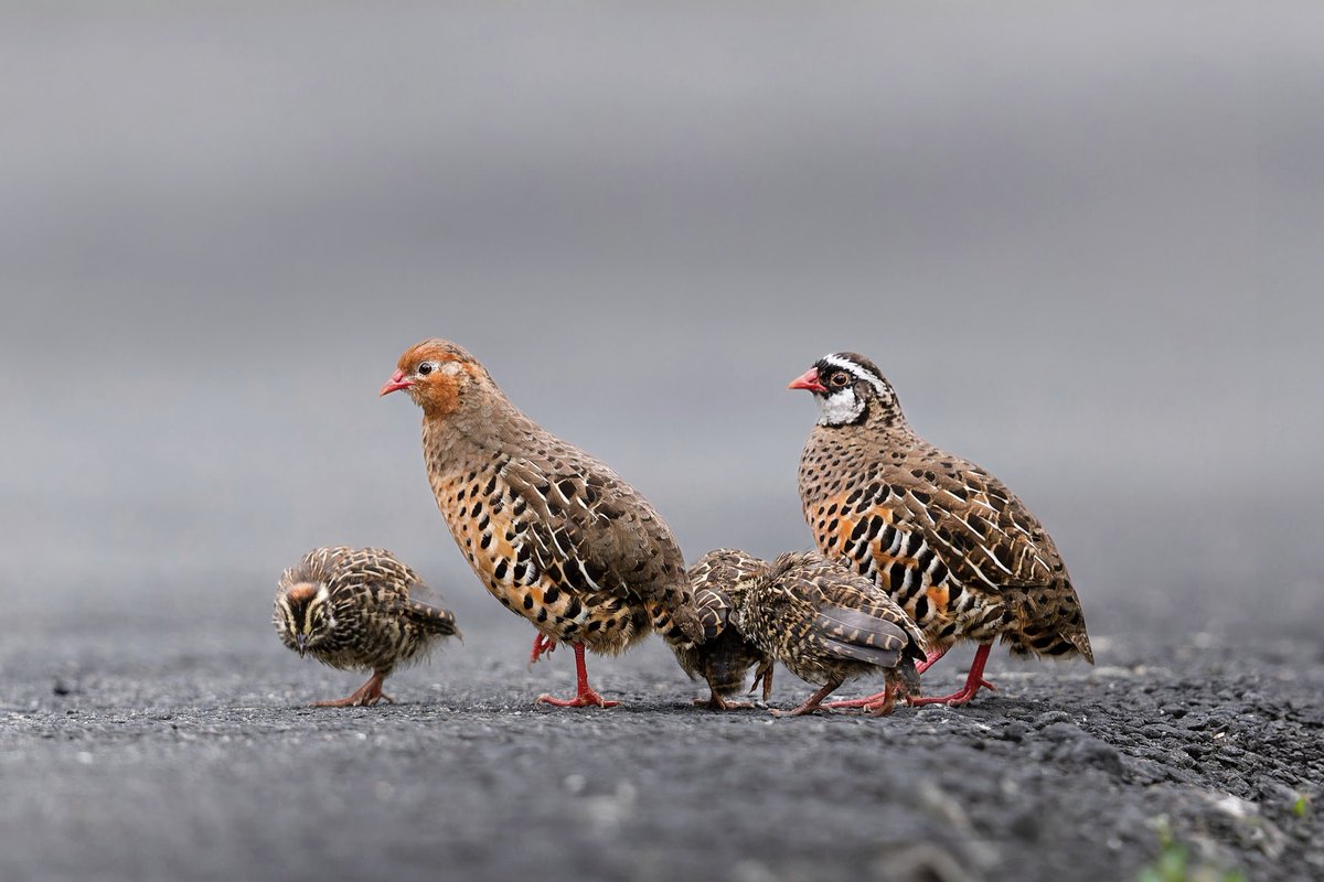 #IndiAves #ThePhotoHour #nature #birding #NaturePhotography #birdtwitter #birdphotography @Avibase While deleting old photos, found this one I had never processed. Painted Bush-Quail family out on a foggy morning ! Mom is leading...