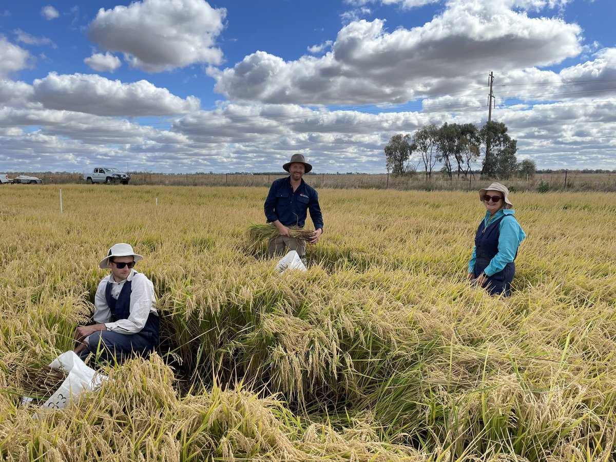 Nice day for a bit of rice sampling!