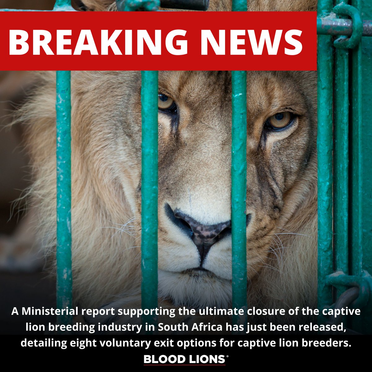 BREAKING: A new Ministerial report supporting the closure of the captive lion breeding industry in South Africa has just been released, detailing 8 voluntary exit options for captive lion breeders, which includes two mandatory prerequisites. Full report: dffe.gov.za/sites/default/…